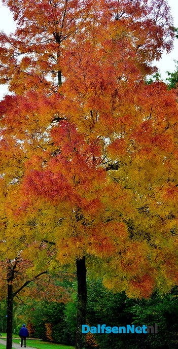 De herfstkleuren zijn er weer - Foto: Ben Jonkman
