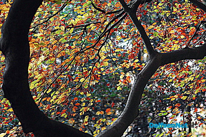 De herfstkleuren zijn er weer - Foto: Ben Jonkman