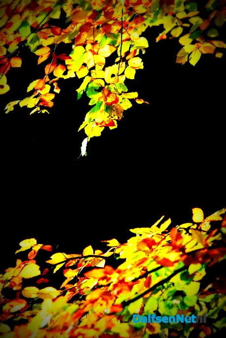 De herfstkleuren zijn er weer - Foto: Ben Jonkman