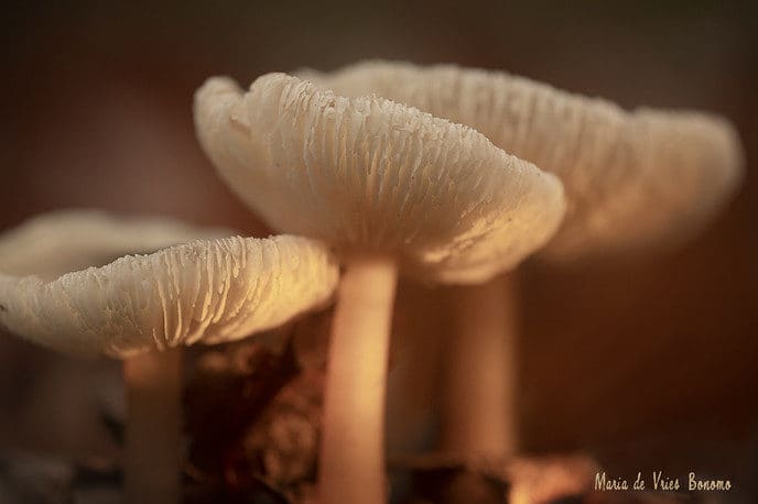 Paddenstoelen fotograferen en een tip - Foto: Ingezonden foto