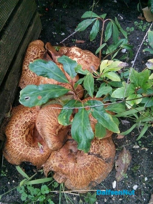 Paddenstoelen - Foto: Ingezonden foto