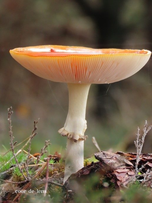 Bij deze wat herfstfoto’s - Foto: Ingezonden foto