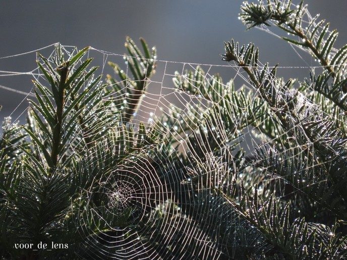 Bij deze wat herfstfoto’s - Foto: Ingezonden foto