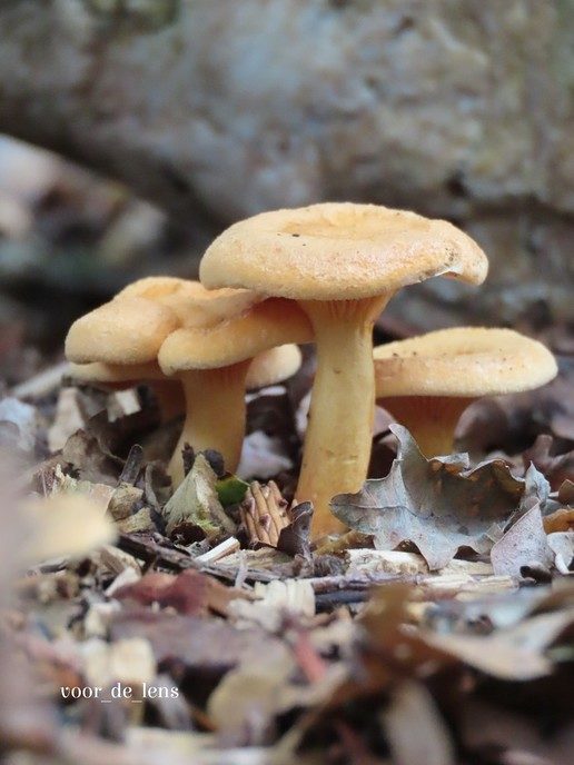 Bij deze wat herfstfoto’s - Foto: Ingezonden foto