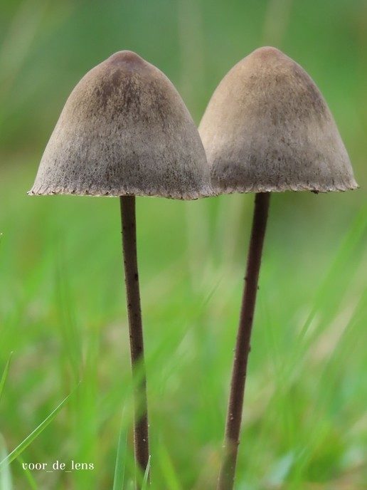 Bij deze wat herfstfoto’s - Foto: Ingezonden foto