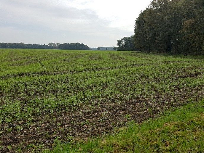 Gin foto van ut Buutenlaand, ma van Hennup - Foto: Gruune Jopie