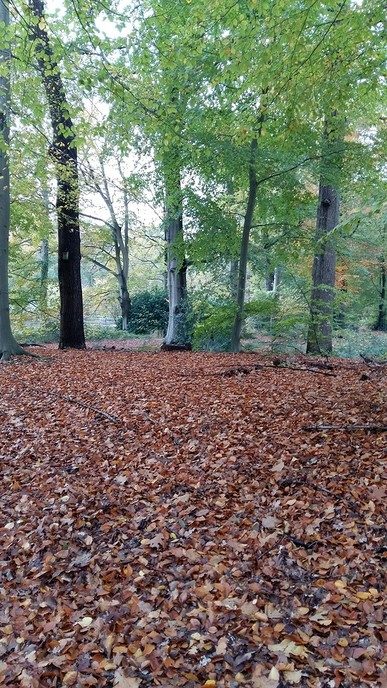 Ook op Landgoed Den Berg is de herfst prachtig - Foto: Ingezonden foto