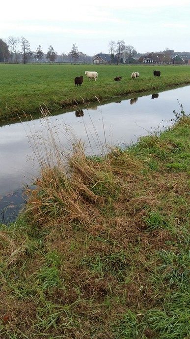 Kuieren in de buurte van de Hoonhorst - Foto: Eigen geleverde foto
