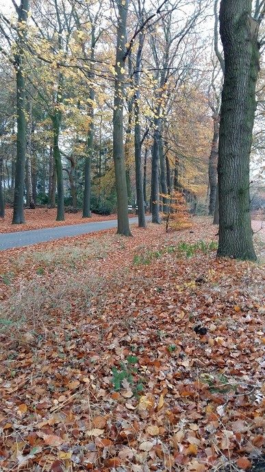 Kuieren in de buurte van de Hoonhorst - Foto: Eigen geleverde foto
