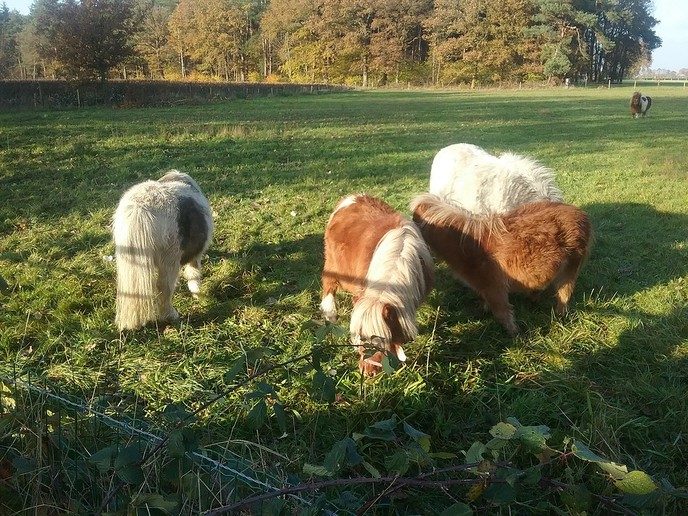 Dik in de vacht de winter in - Foto: Eigen geleverde foto