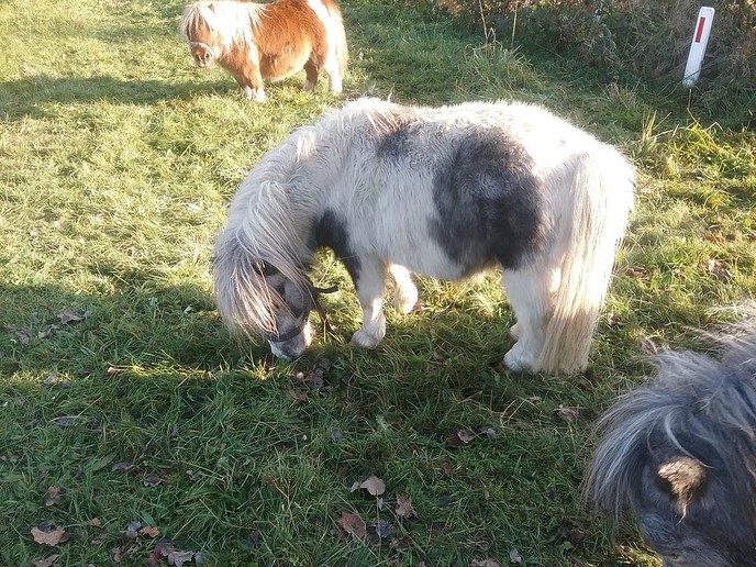Dik in de vacht de winter in - Foto: Eigen geleverde foto