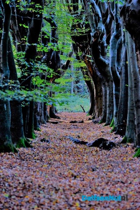Fotograaf duikt de bladeren in - Foto: Ben Jonkman