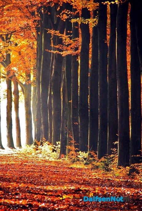 Fotograaf duikt de bladeren in - Foto: Ben Jonkman