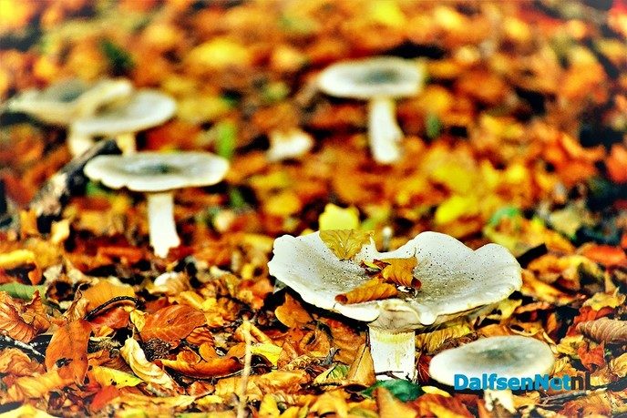 Fotograaf duikt de bladeren in - Foto: Ben Jonkman