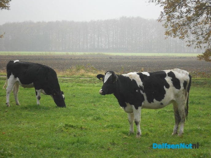 De mist trekt weg en de zon komt terug