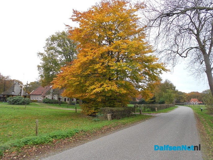 De beuken op zijn mooist