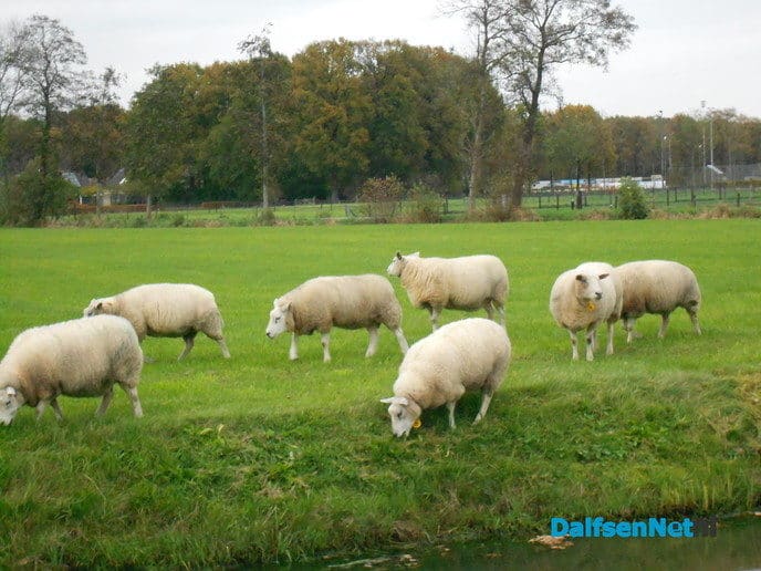 Schapen langs de Marswetering