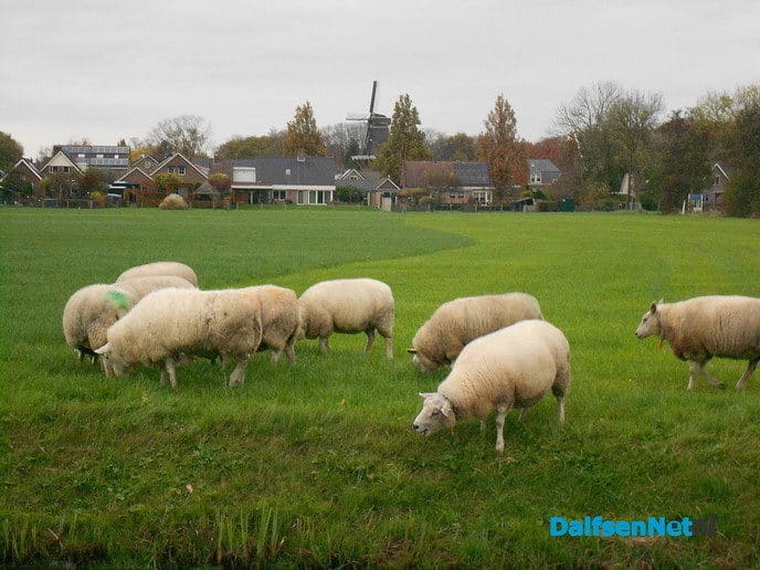 Schapen langs de Marswetering