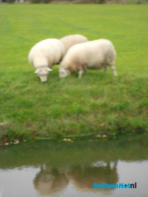 Schapen langs de Marswetering