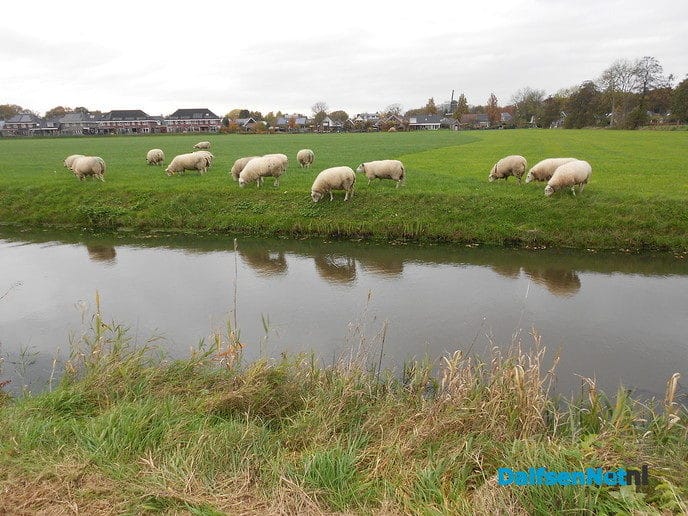 Schapen langs de Marswetering