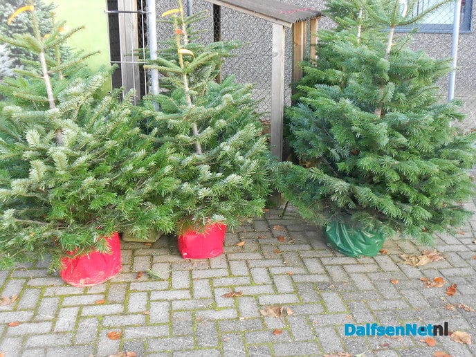 De kerstboomhandel al bezig