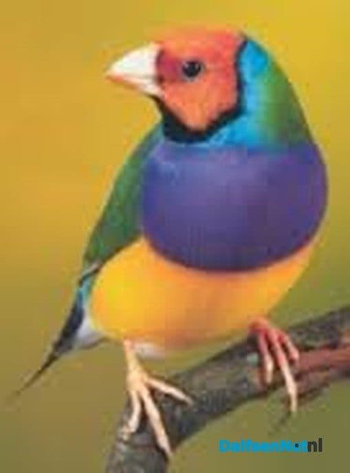 Vogelvereniging De Vogelvriend 60 jaar - Foto: Ingezonden foto