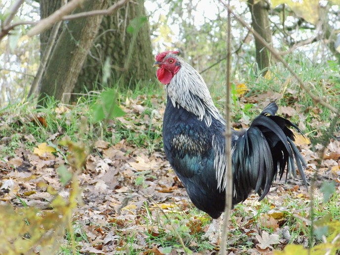 Een hele haan aankomen wandelen - Foto: Eigen geleverde foto