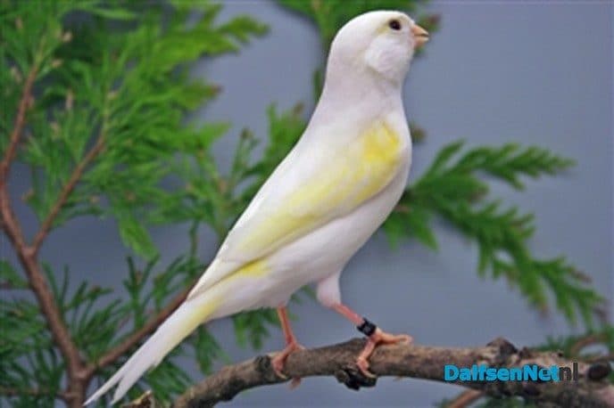 Vogelvereniging De Vogelvriend 60 jaar - Foto: Ingezonden foto