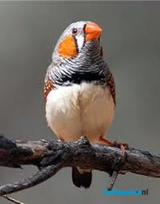 Vogelvereniging De Vogelvriend 60 jaar - Foto: Ingezonden foto