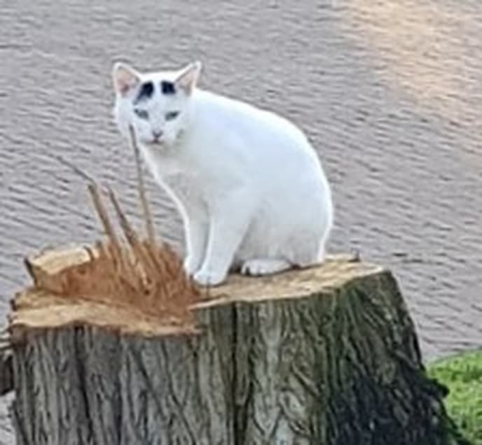 Kat vermist - Foto: Ingezonden foto