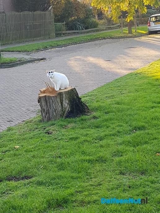 Kat terecht - Foto: Ingezonden foto