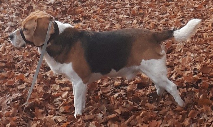 Hond is er van tussen, maar ondertussen weer terug - Foto: Eigen geleverde foto