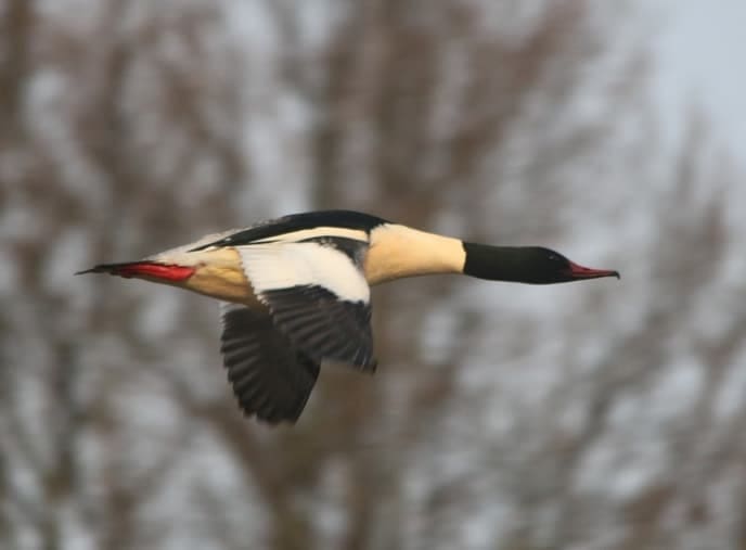 Grote Zaagbek op doorreis - Foto: Ingezonden foto