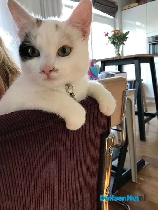 Kat was kwijt, is nu terug - Foto: Ingezonden foto