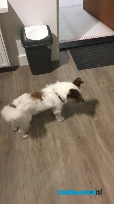 Hond gevonden - Foto: Ingezonden foto
