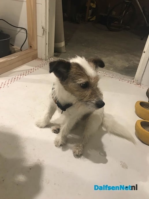 Hond gevonden - Foto: Ingezonden foto