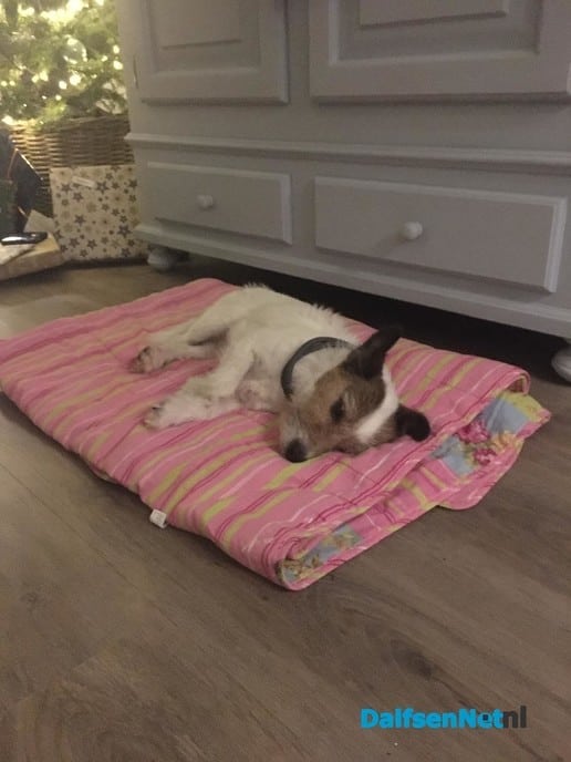 Hond gevonden - Foto: Ingezonden foto