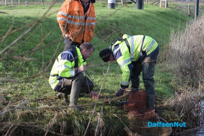 Vismigratie onderzocht, vandaag een kwabaal uit de Vecht - Foto: Johan Bokma