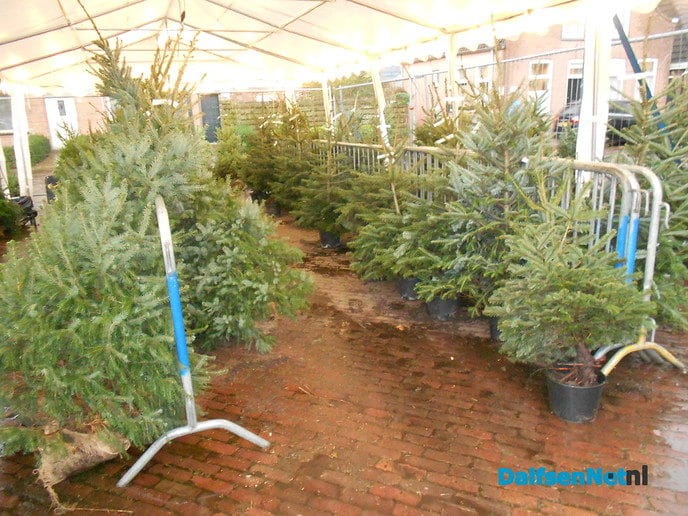De kerstboommannen flink aan de slag