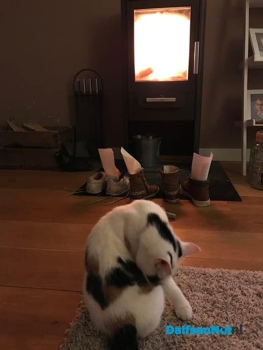 Kat was kwijt, is nu terug - Foto: Ingezonden foto