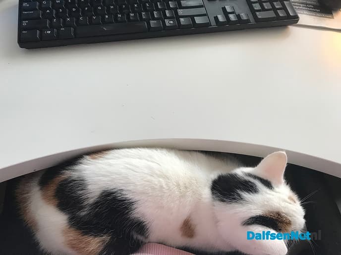 Kat was kwijt, is nu terug - Foto: Ingezonden foto