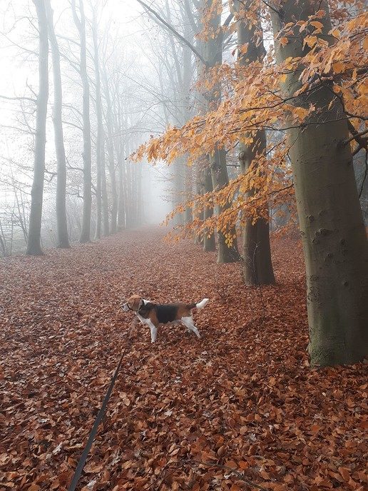 Hond is er van tussen, maar ondertussen weer terug - Foto: Eigen geleverde foto
