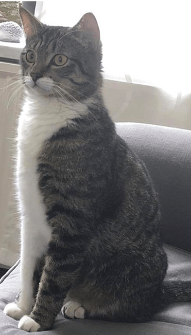 Kat niet meer vermist omgeving De Spiegel - Foto: Eigen geleverde foto