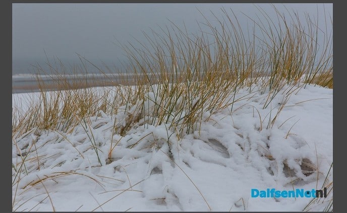 Klanken midwinterhoorn in duingebied te horen - Foto: Ingezonden foto