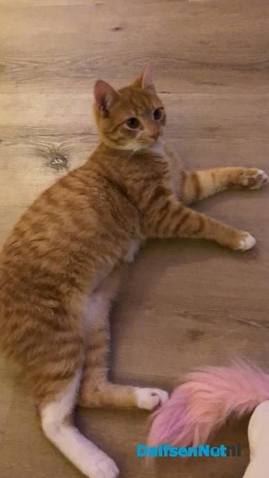 Kat Jimmy wordt vermist - Foto: Ingezonden foto