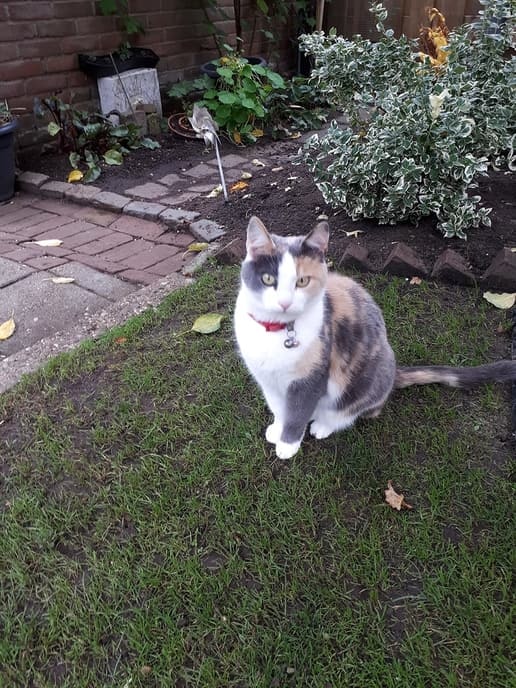 Kat vermist - Foto: Eigen geleverde foto