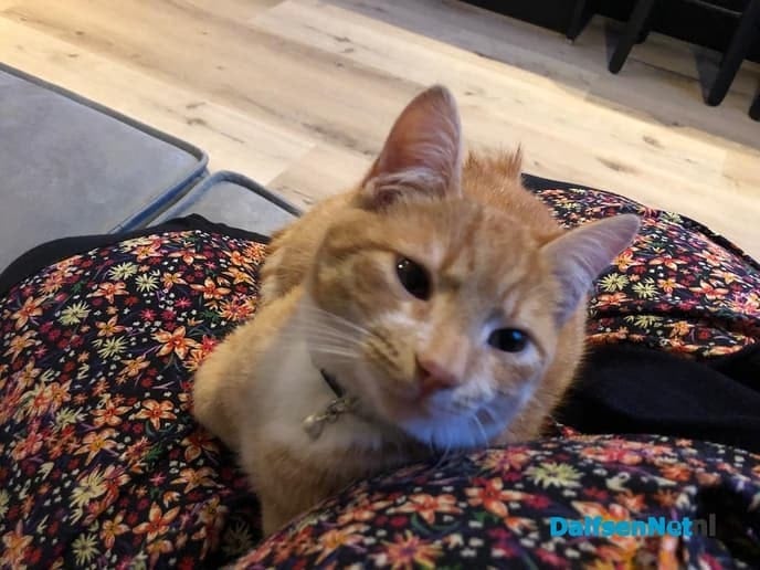 Kat Jimmy is weer terug - Foto: Ingezonden foto