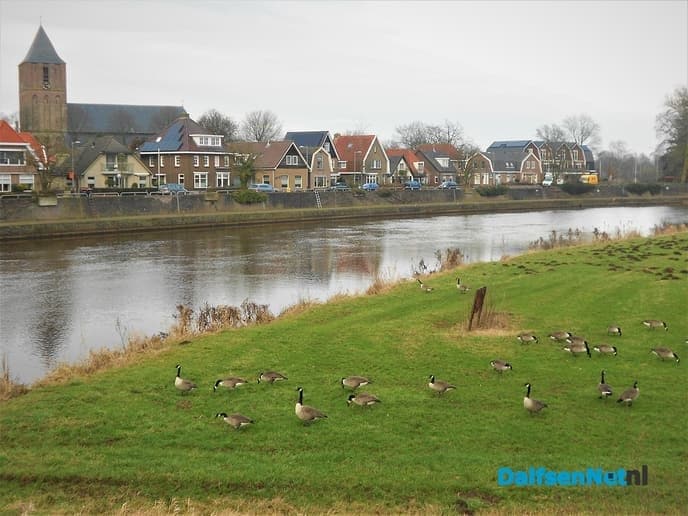 Veel watervogels aan de Vecht