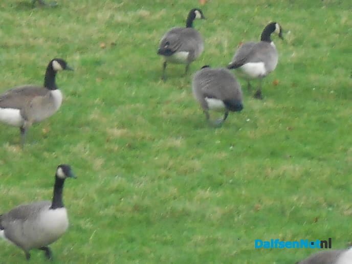 Veel watervogels aan de Vecht