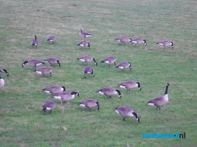Veel watervogels aan de Vecht